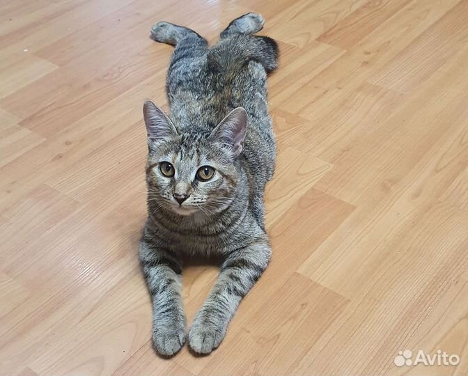 Котёнок-девочка, 5 мес