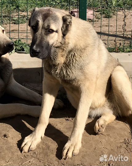 Аборигенный Гампр-Щенки Эксклюзив