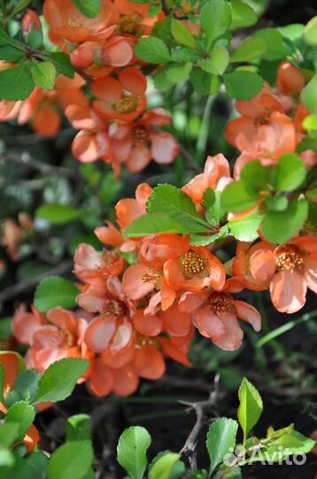 Хеномелес (Айва японская)