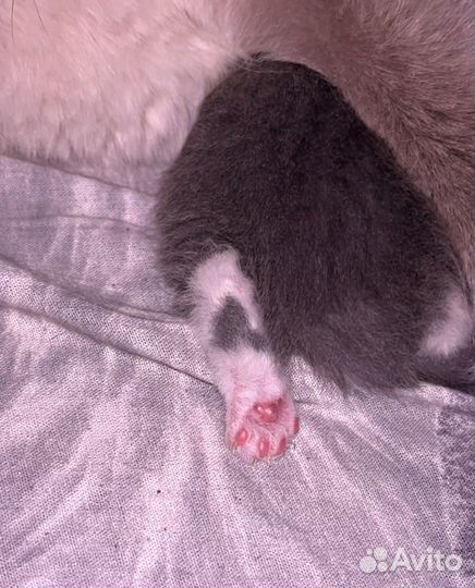 Вислоухие котята