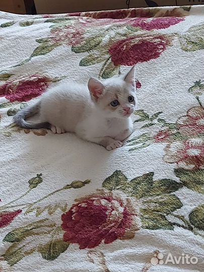 Кот в дар бесплатно