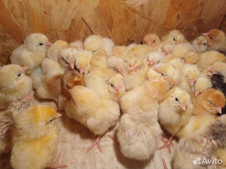 Цыплята несушки