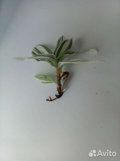 Традесканция отростки, отдам бесплатно