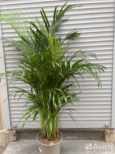 Пальма Арека Любой размер
