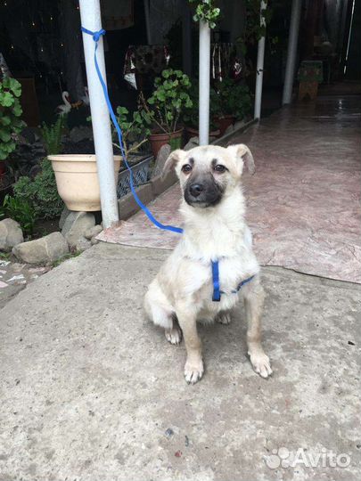 Пуговка ищет свою семью