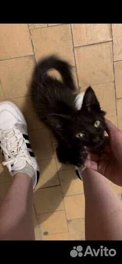 Черный котенок в добрые руки