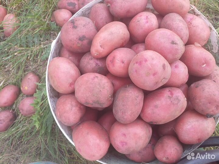 Продам картофель