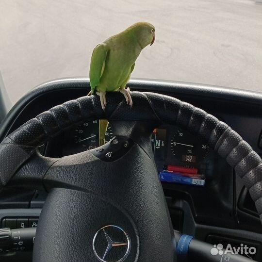 Ожереловый попугай