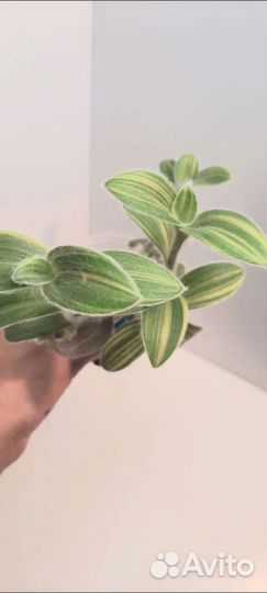 Традесканция,каллизия,пеперомии