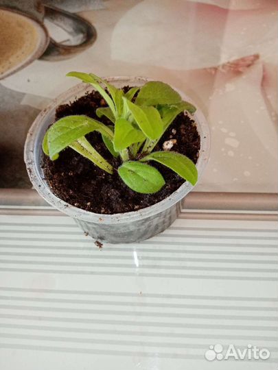 Петуния балконная, рассада