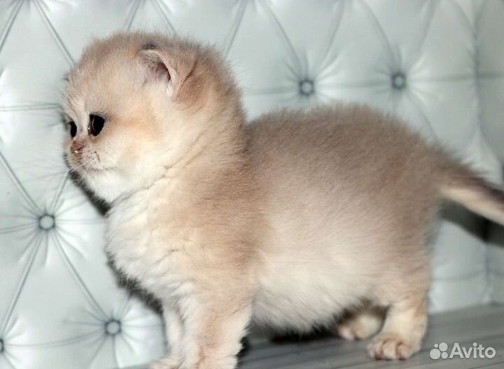 Девочка голубое золото Клеопатра Apple Wood