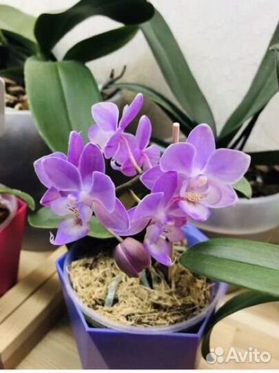 Орхидея Lieke