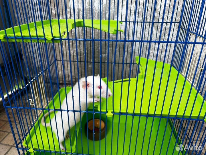 Крыса с клеткой бесплатно