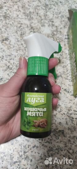 Кошачья мята 