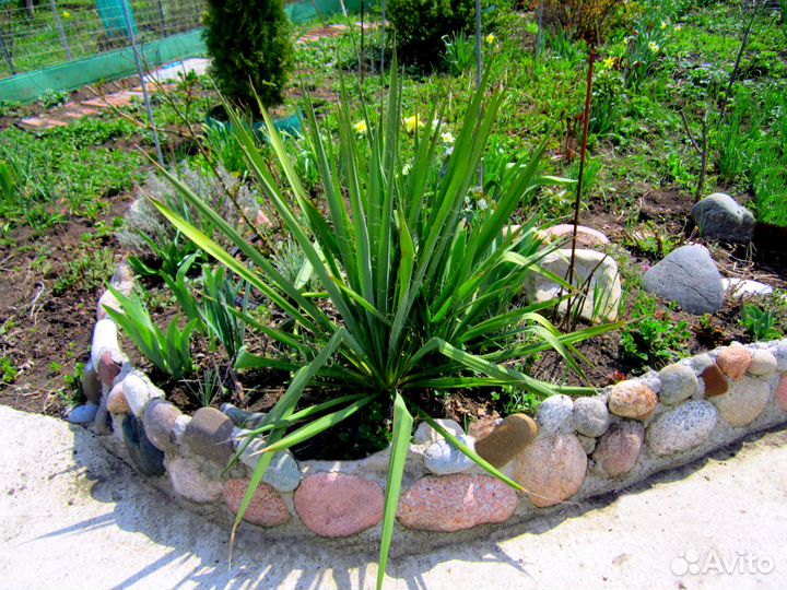 Юкка нитчатая