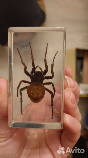 Насекомые и их знакомые