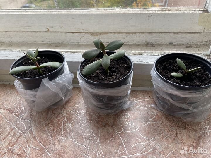 Толстянка (денежное дерево)