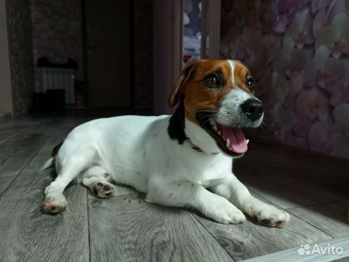 Вязка джек Рассел терьер