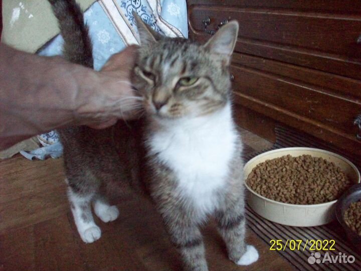 Отдам в очень добрые руки домашних кошечек