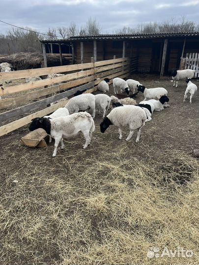 Бараны Дорпер