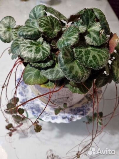 Камнеломка плетеносная