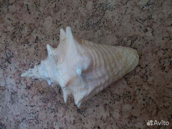 Ракушка большая