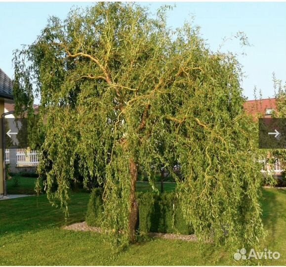 Ива Свердловская, извилистая