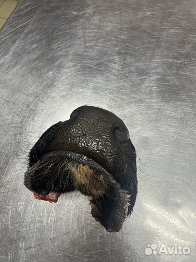 Корм для животных