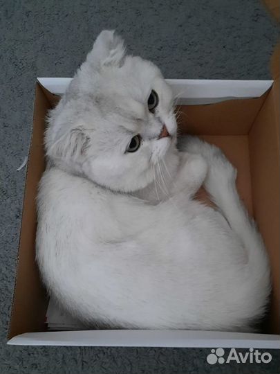 Вязка кот британец