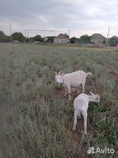 Зааненские козы дойные