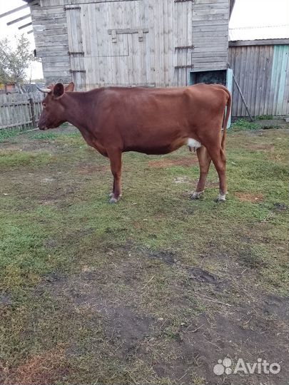 Корова дойная