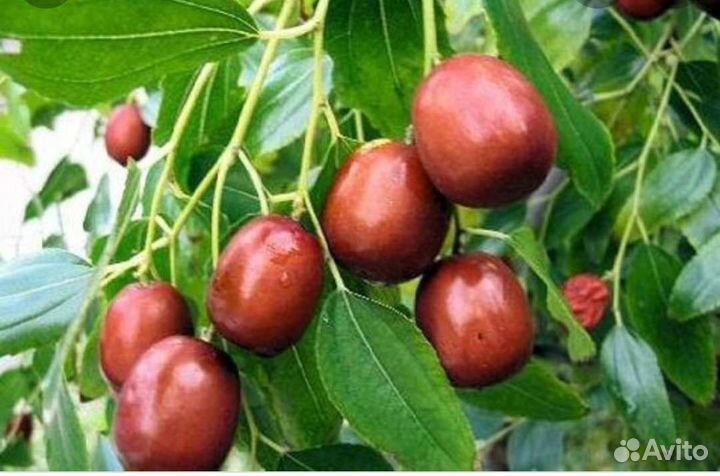 Чайлон вкусный Саженцы 0,5м