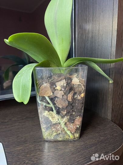 Орхидея фаленопсис биг лип