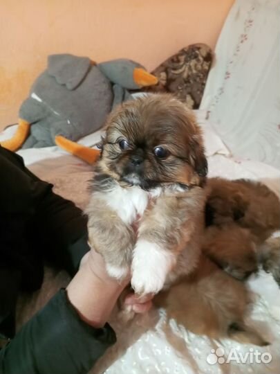 Щенки пекинеса