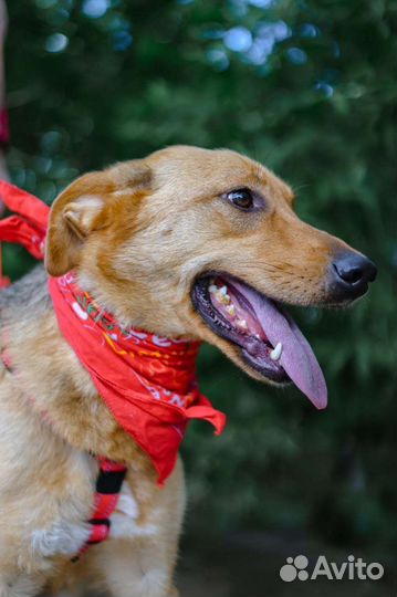 Баффи, очень умная собака ищет семью