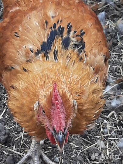 Продам петухов породы Кучинская, 4 мес. Крупные