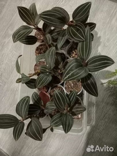 Орхидея лудизия