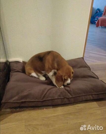 Лежанка для собак любых размеров