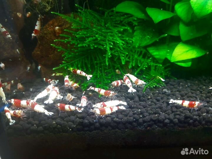 Аквариумные креветки