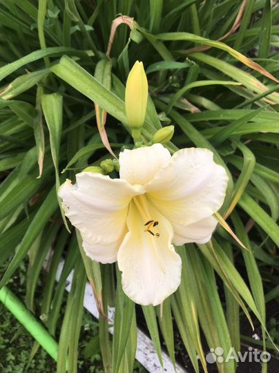 Лилейники сортовые