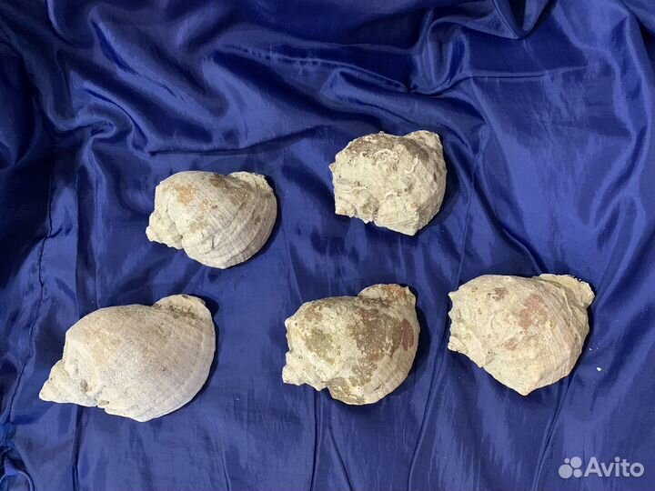 Ракушка рапан