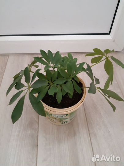 Шеффлера (Schefflera)