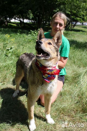 Степе необходим дом