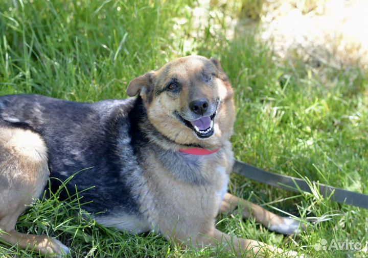 Собака в добрые руки