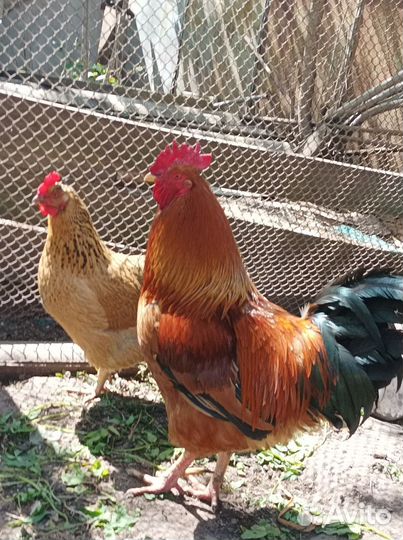 Инкубационное яйцо