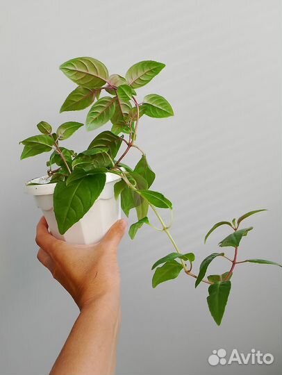 Фуксия сортовая юнусуаль