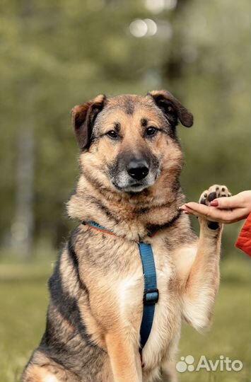 Пёс в добрые руки