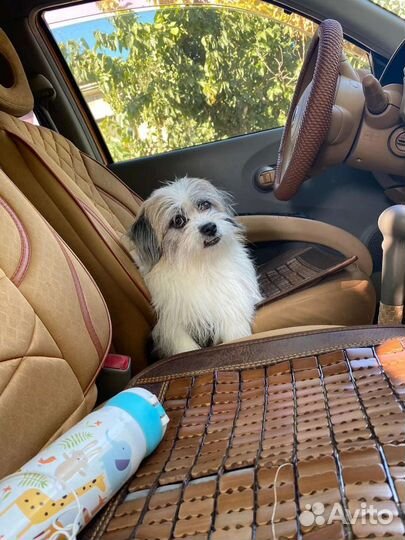 Собака шицу