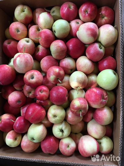 Сельзкохозяйственное предприятие (колхоз) 926 га