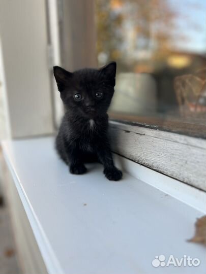 Милый маленький котенок